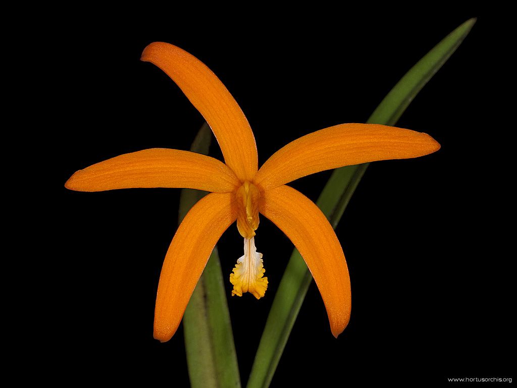 Laelia harpophylla