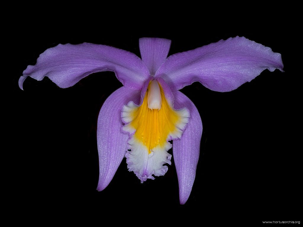 Laelia jongheana