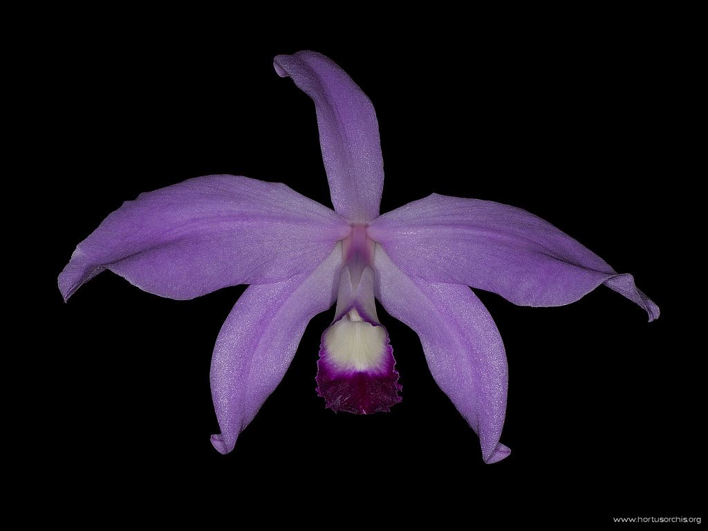 Laelia perrinii