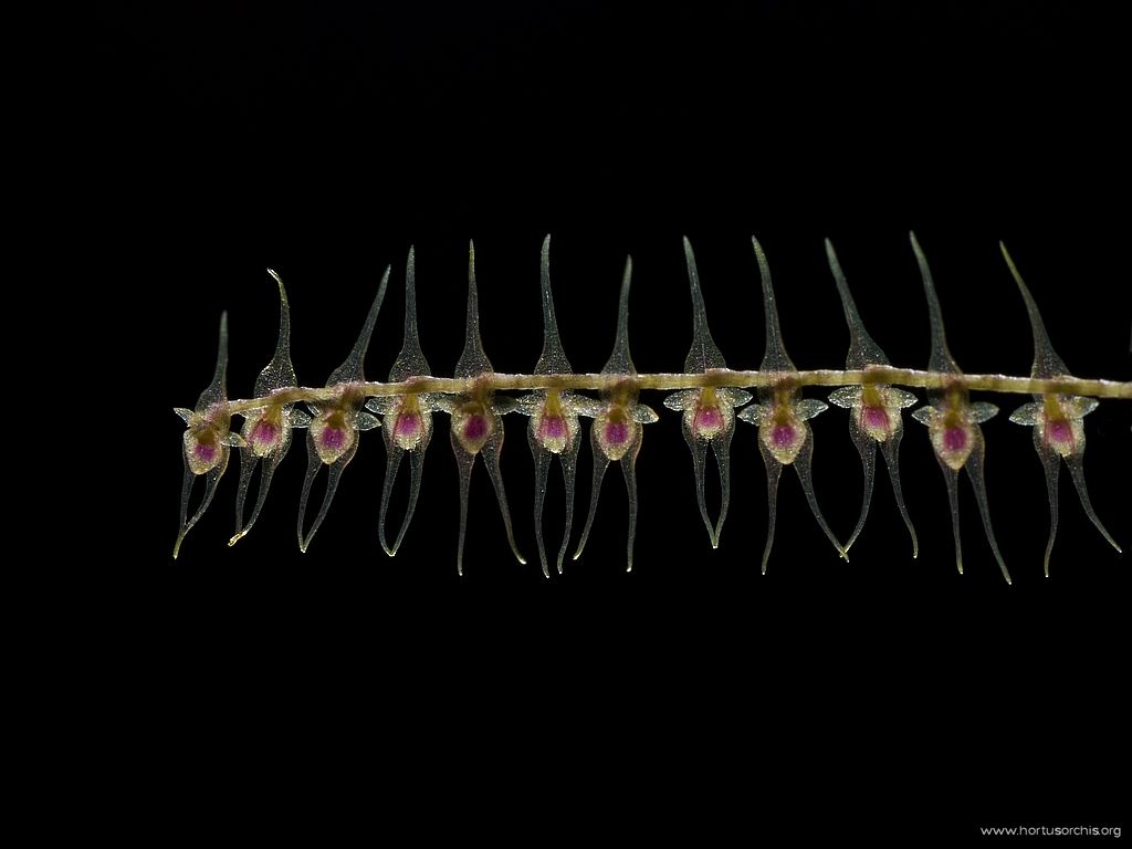 Lepanthopsis acuminata