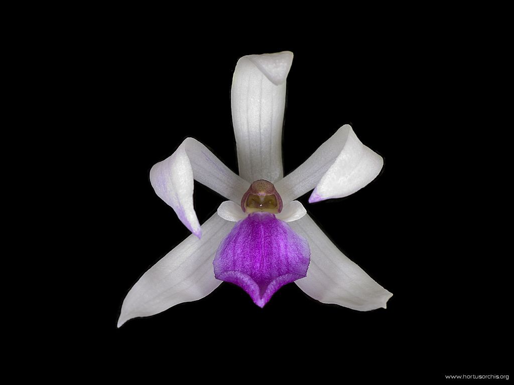 Leptotes bicolor