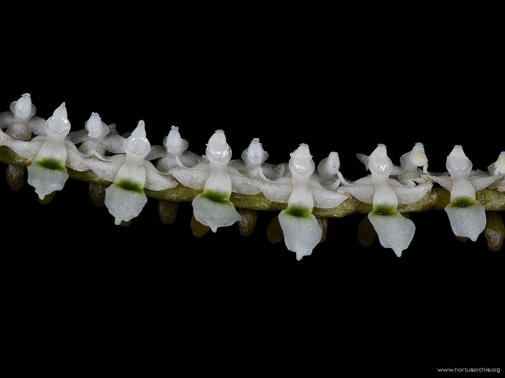 Listrostachys pertusa