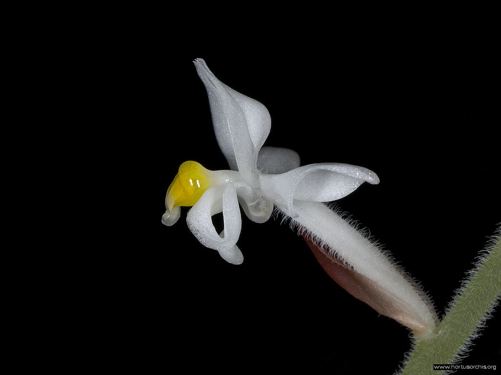 Ludisia discolor