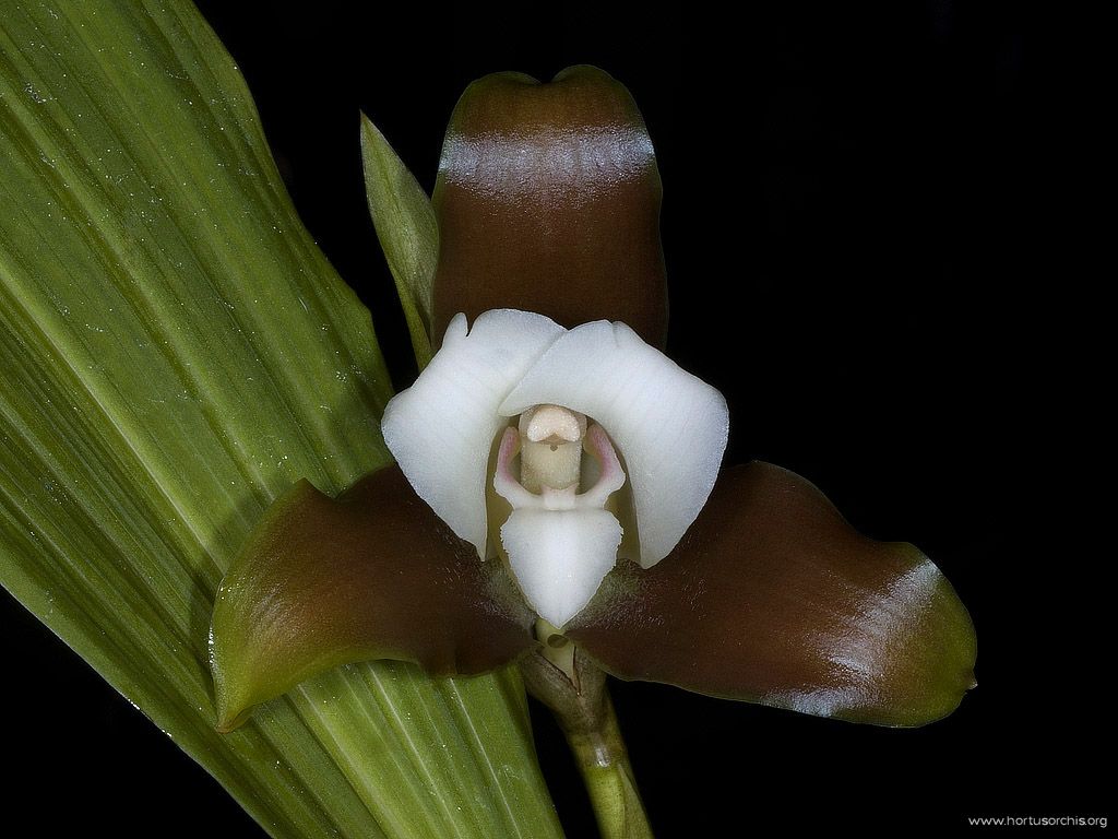 Lycaste dowiana