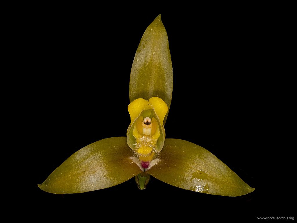 Lycaste lasioglossa