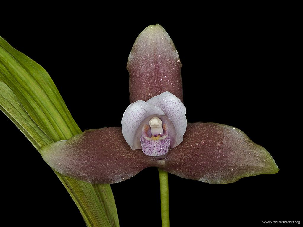 Lycaste skinneri