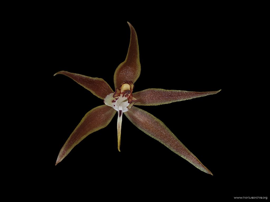 Macradenia brassavolae