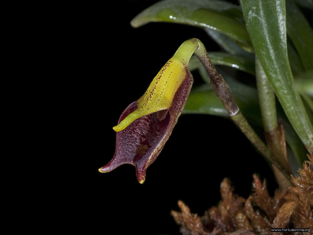 Masdevallia civilis