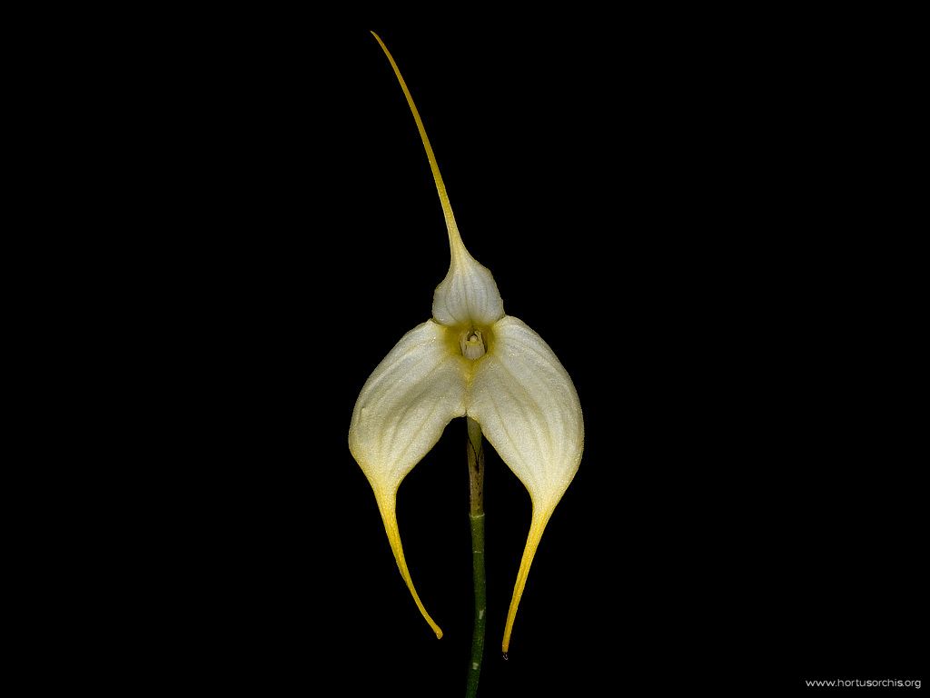 Masdevallia coccinea