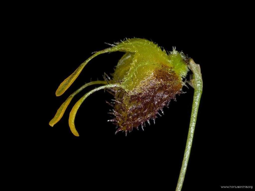 Masdevallia erinacea