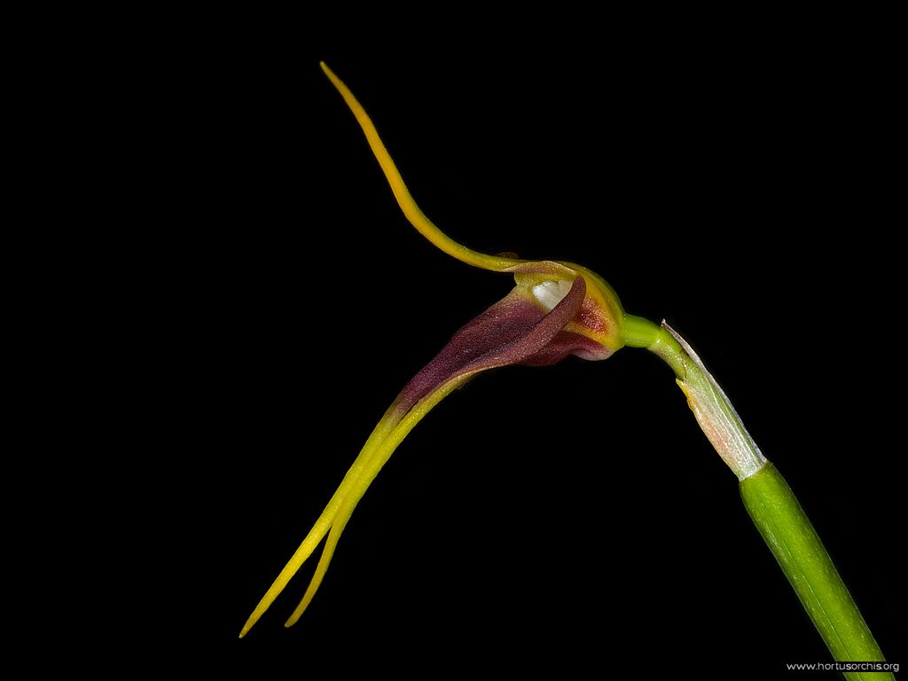 Masdevallia impostor