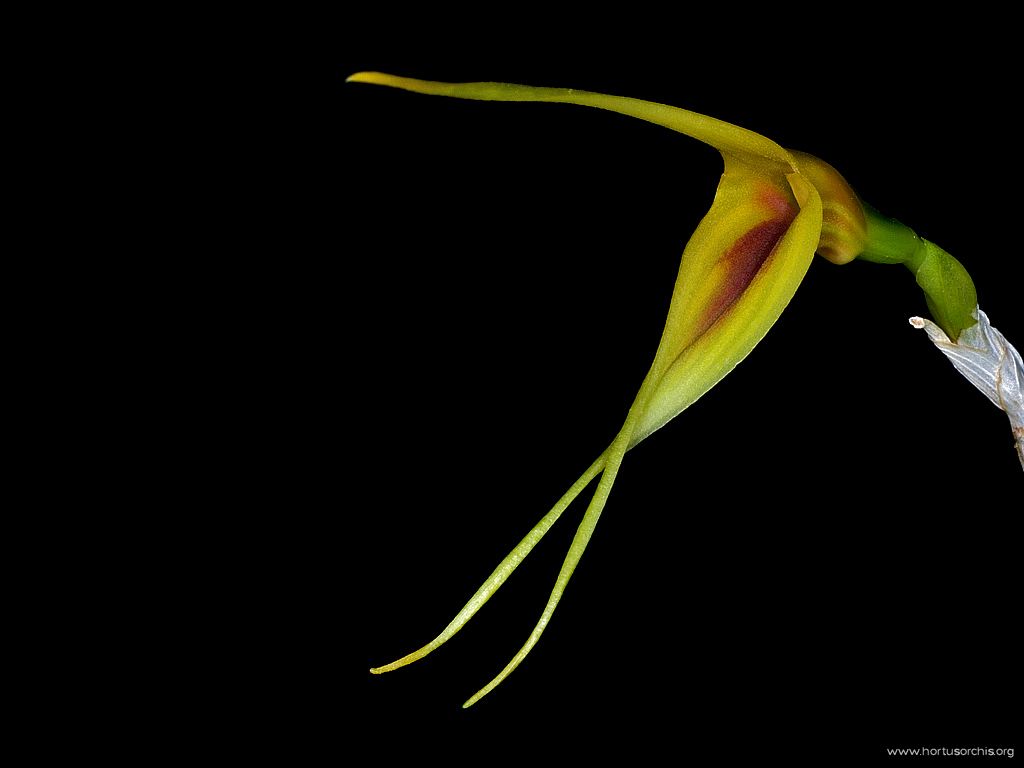 Masdevallia navicularis