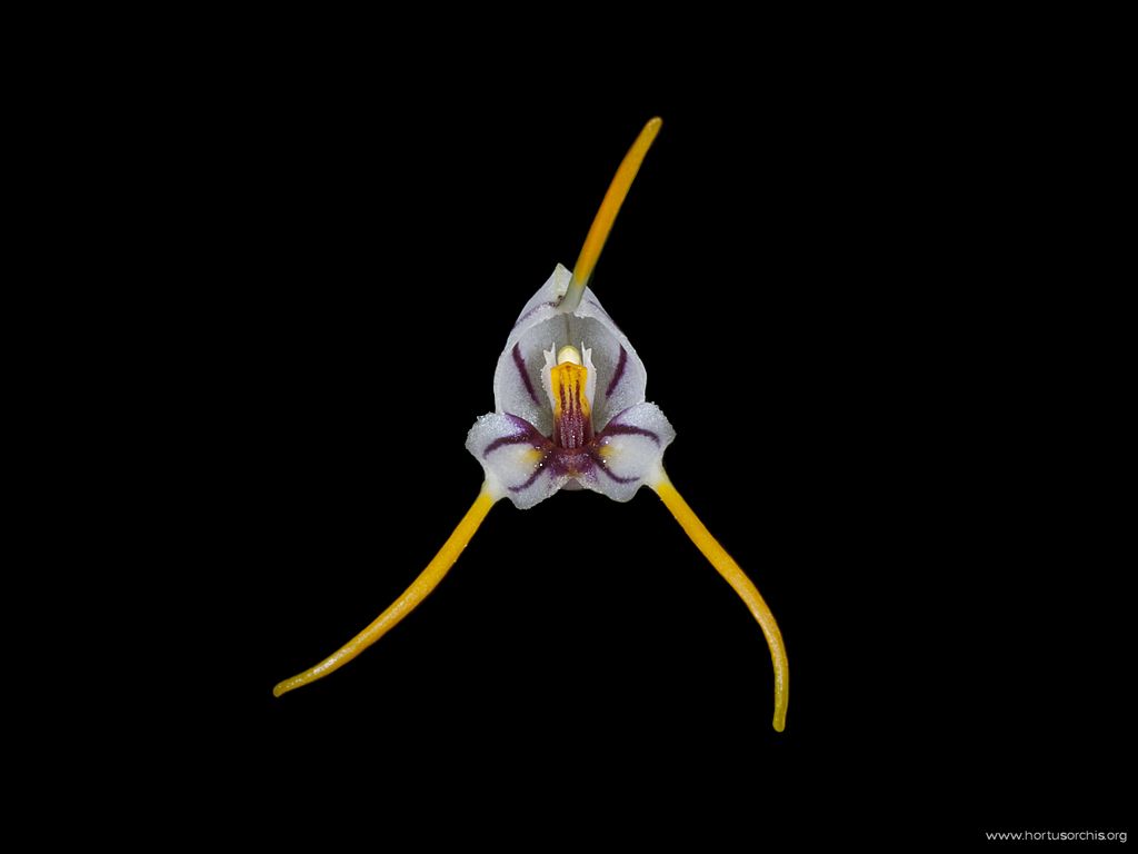 Masdevallia pachyura