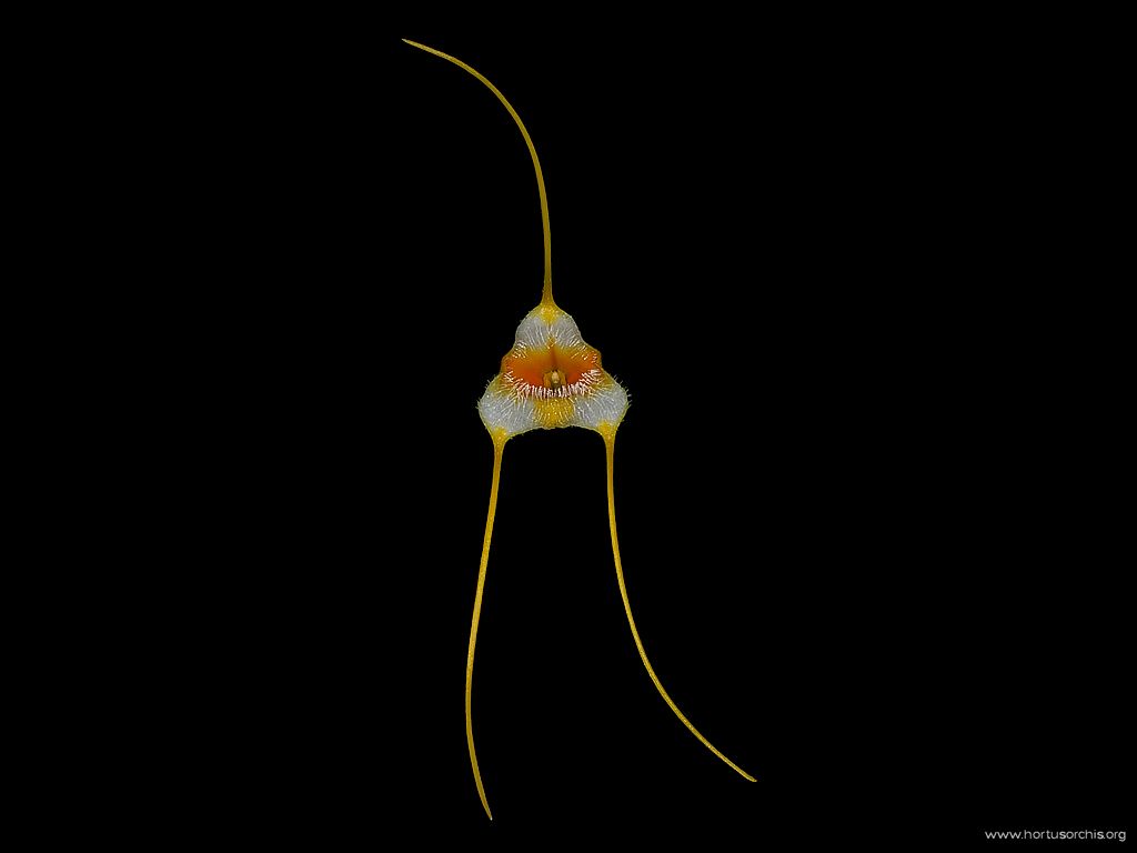 Masdevallia strobelii