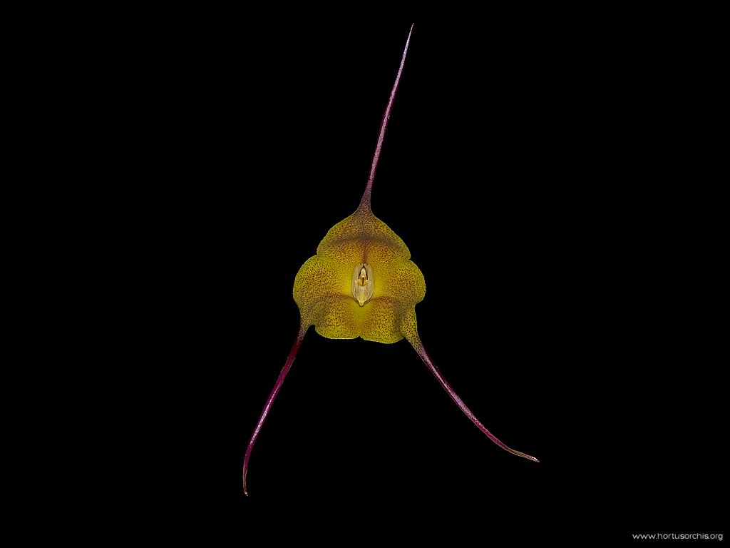 Masdevallia triangularis