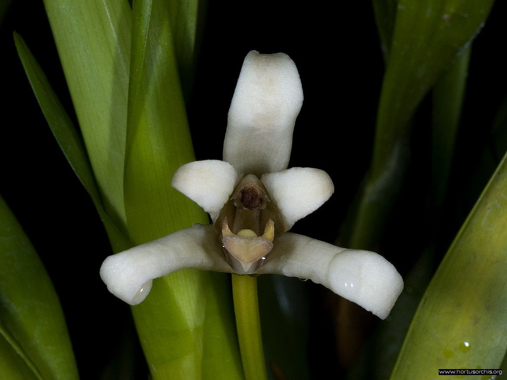 Maxillaria alba