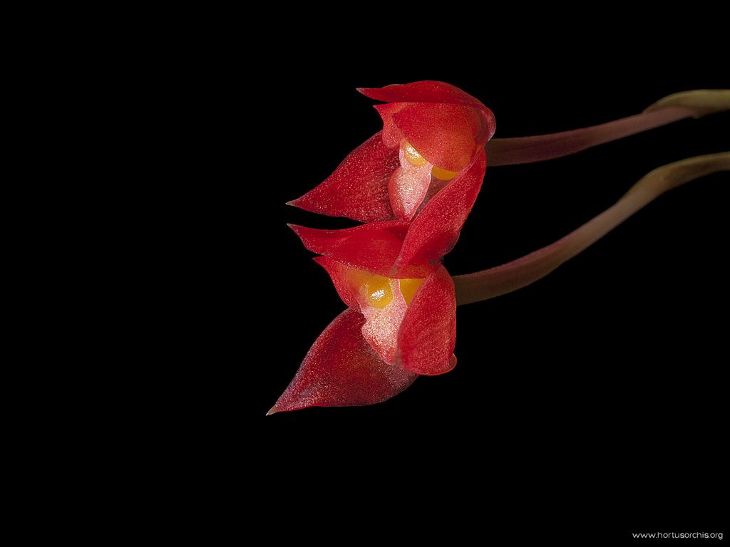 Maxillaria coccinea