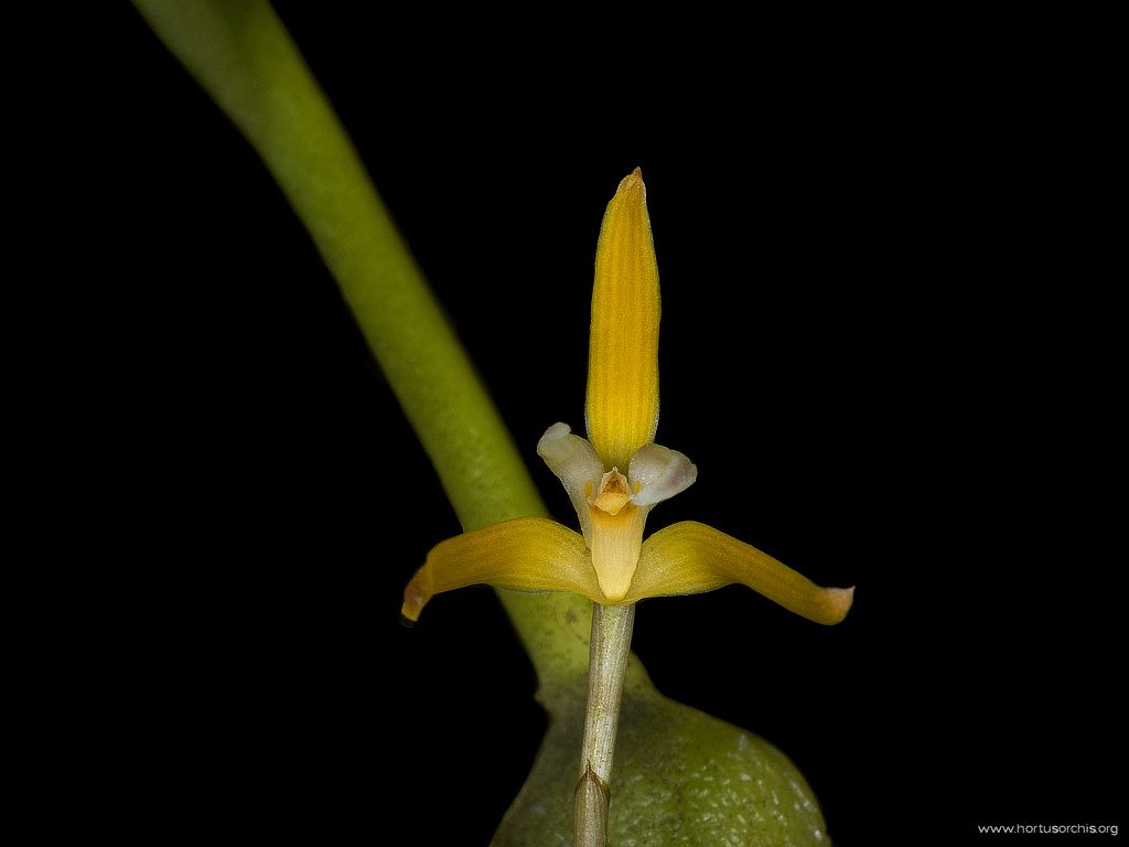 Maxillaria hennisiana