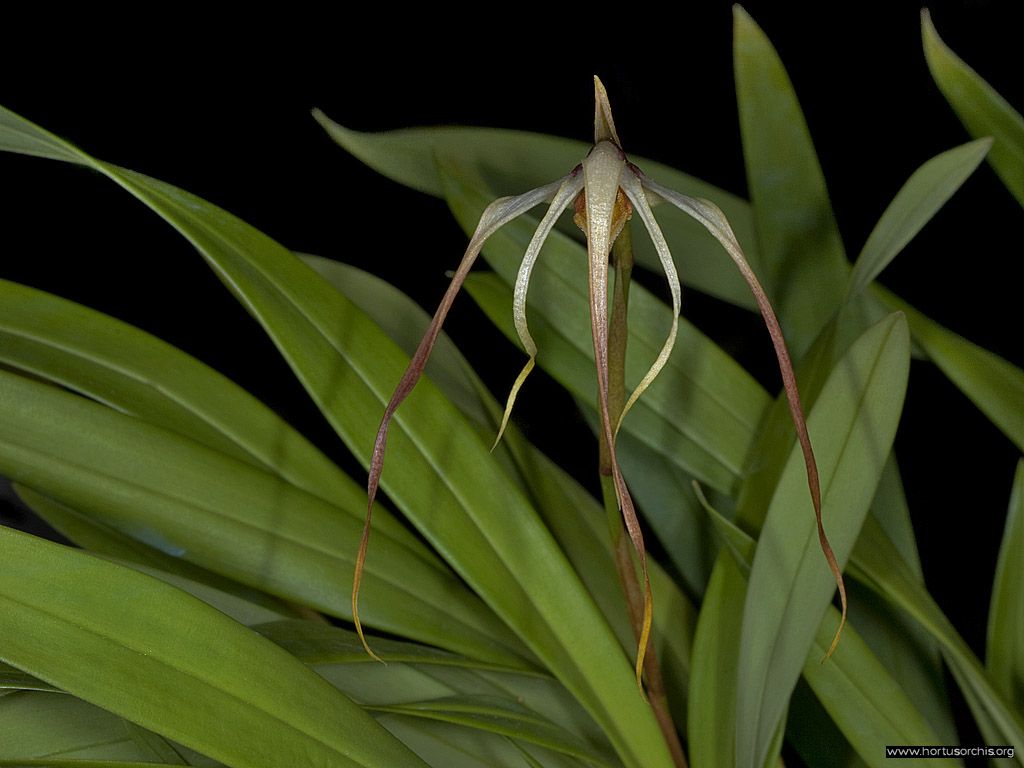 Maxillaria lepidota