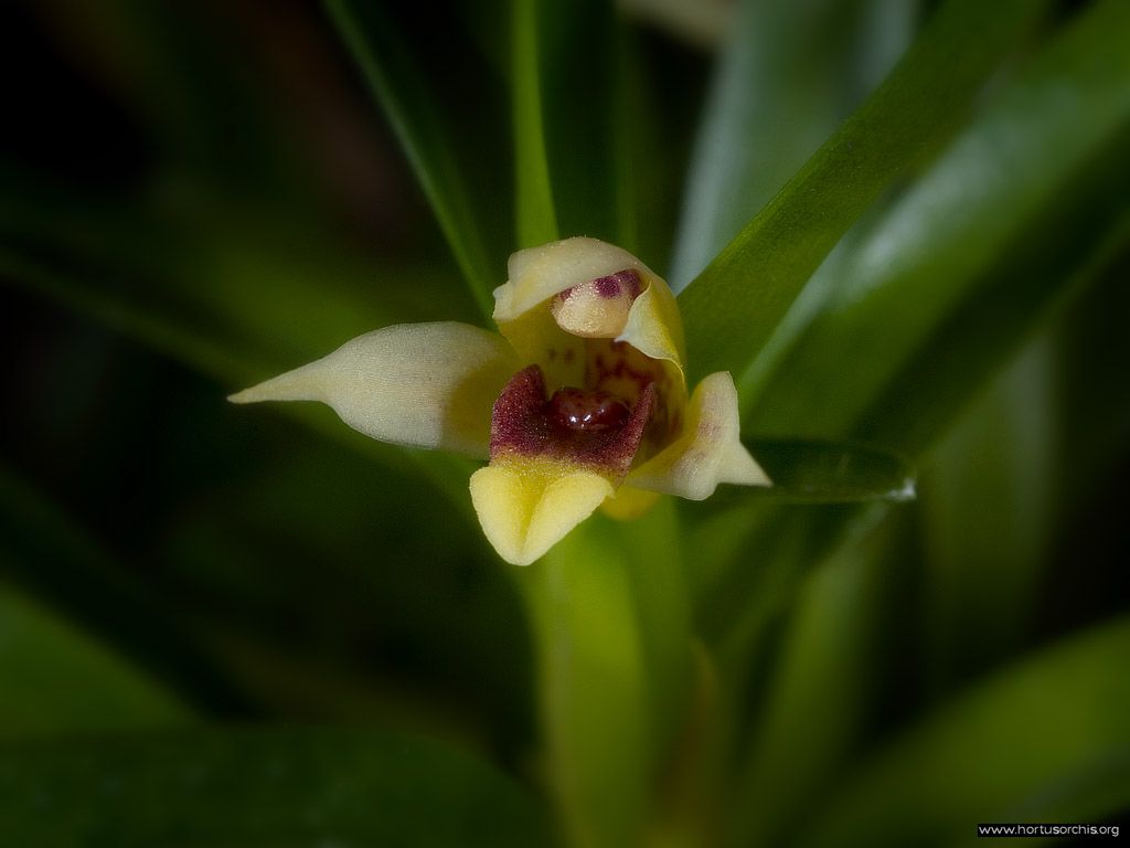 Maxillaria rufescens