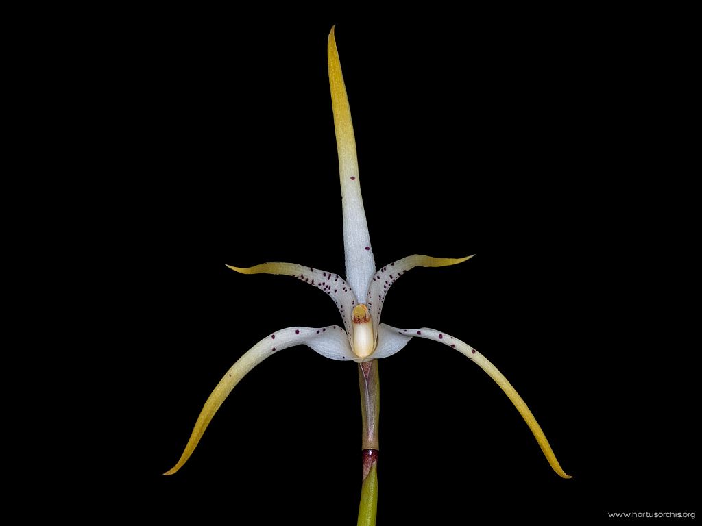 Maxillaria speciosa