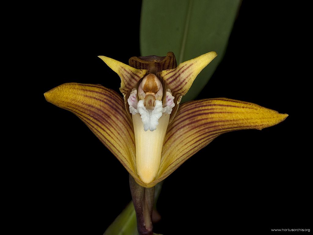 Maxillaria striata