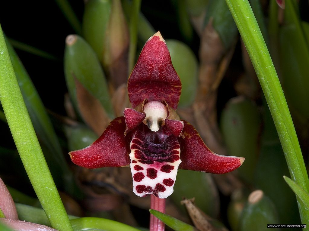 Maxillaria tenuifolia