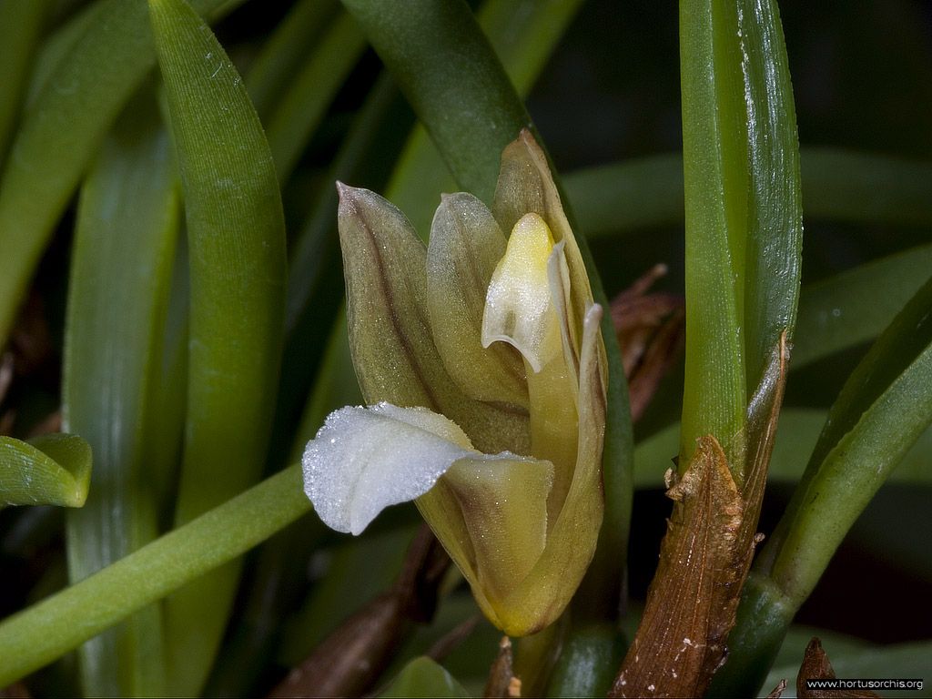 Maxillaria uncata