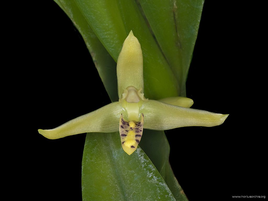 Maxillaria valenzuelana