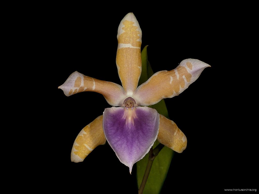 Miltonia binotii