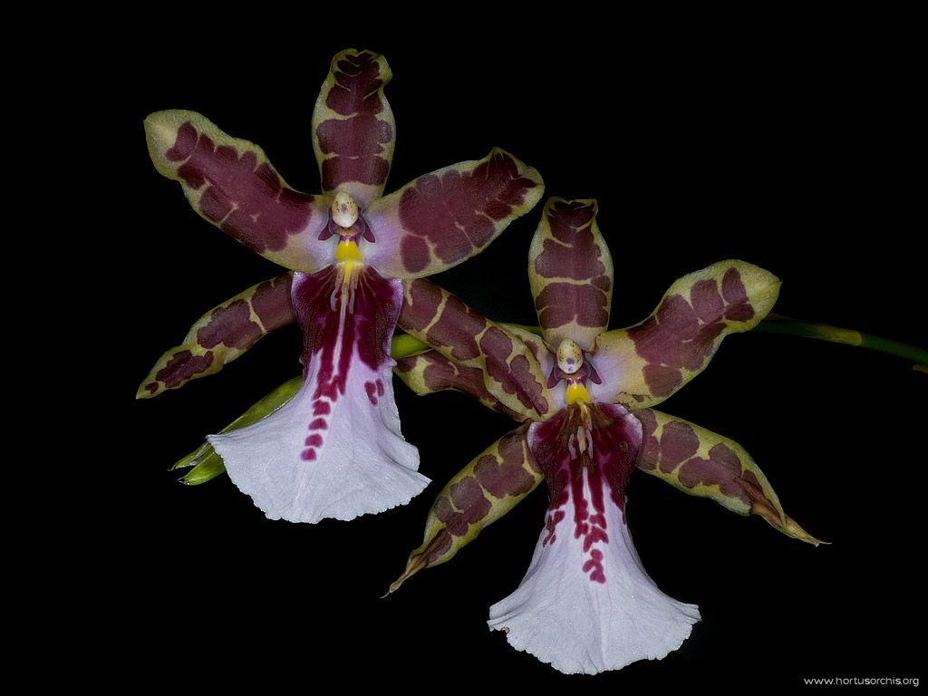 Miltonia clowesii