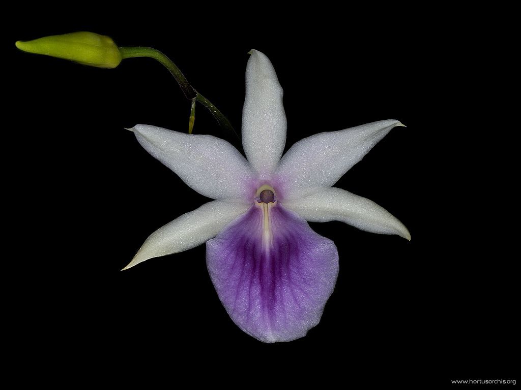 Miltonia regnellii