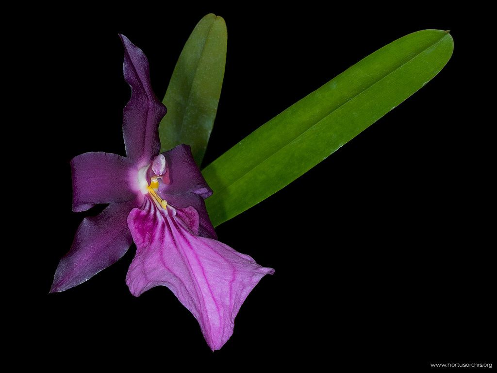 Miltonia spectabilis var mooreliana