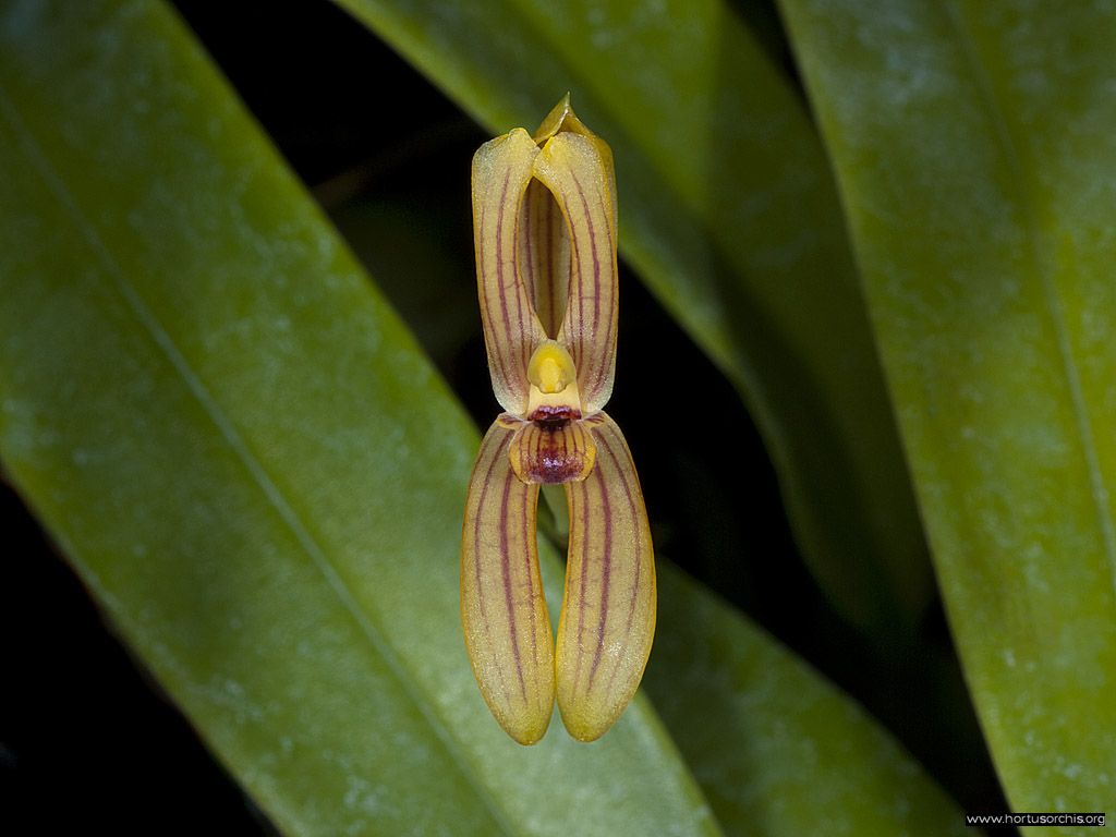 Mormolyca ringens