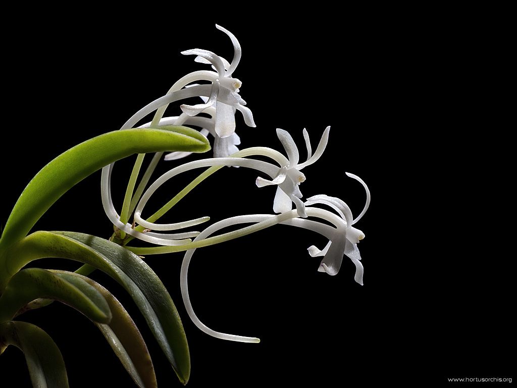 Neofinetia falcata