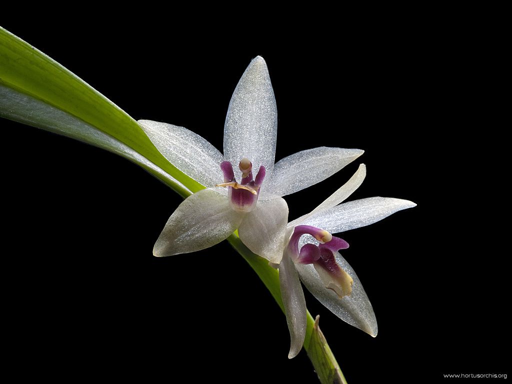 Octomeria grandiflora