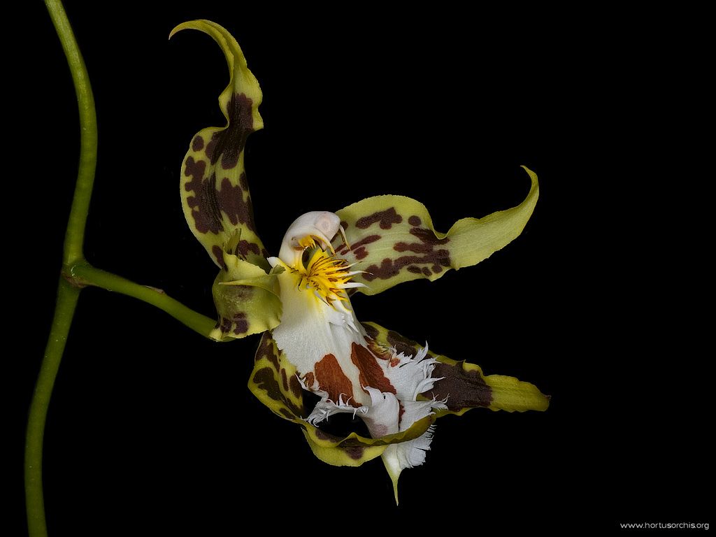 Odontoglossum constrictum