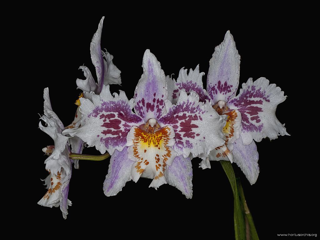 Odontoglossum crispum