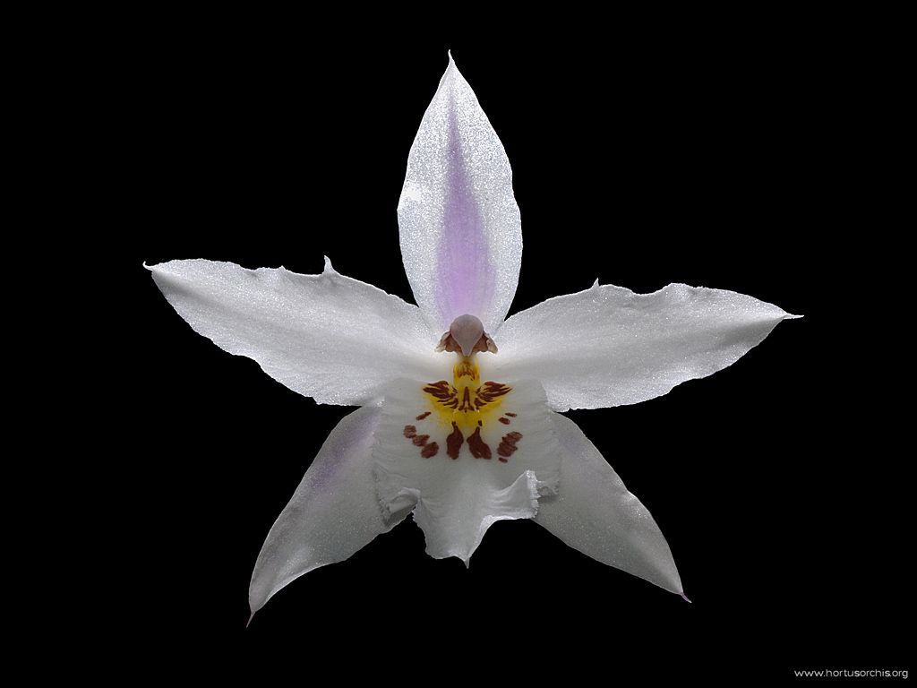 Odontoglossum nobile