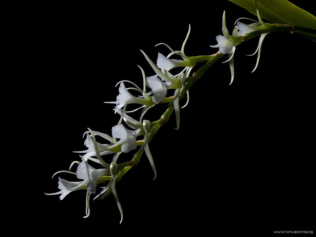 Oeoniella polystachys