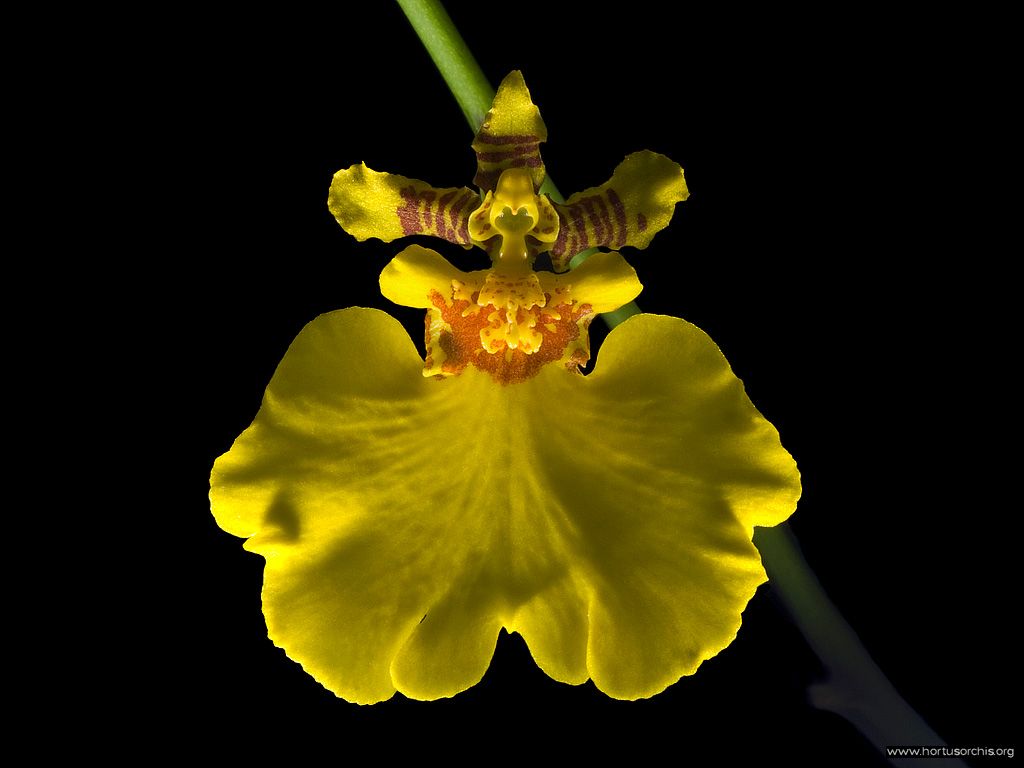 Oncidium bifolium