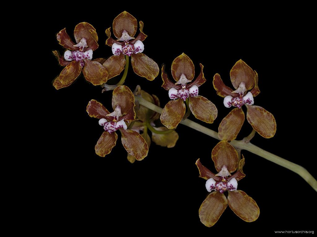 Oncidium microchilum