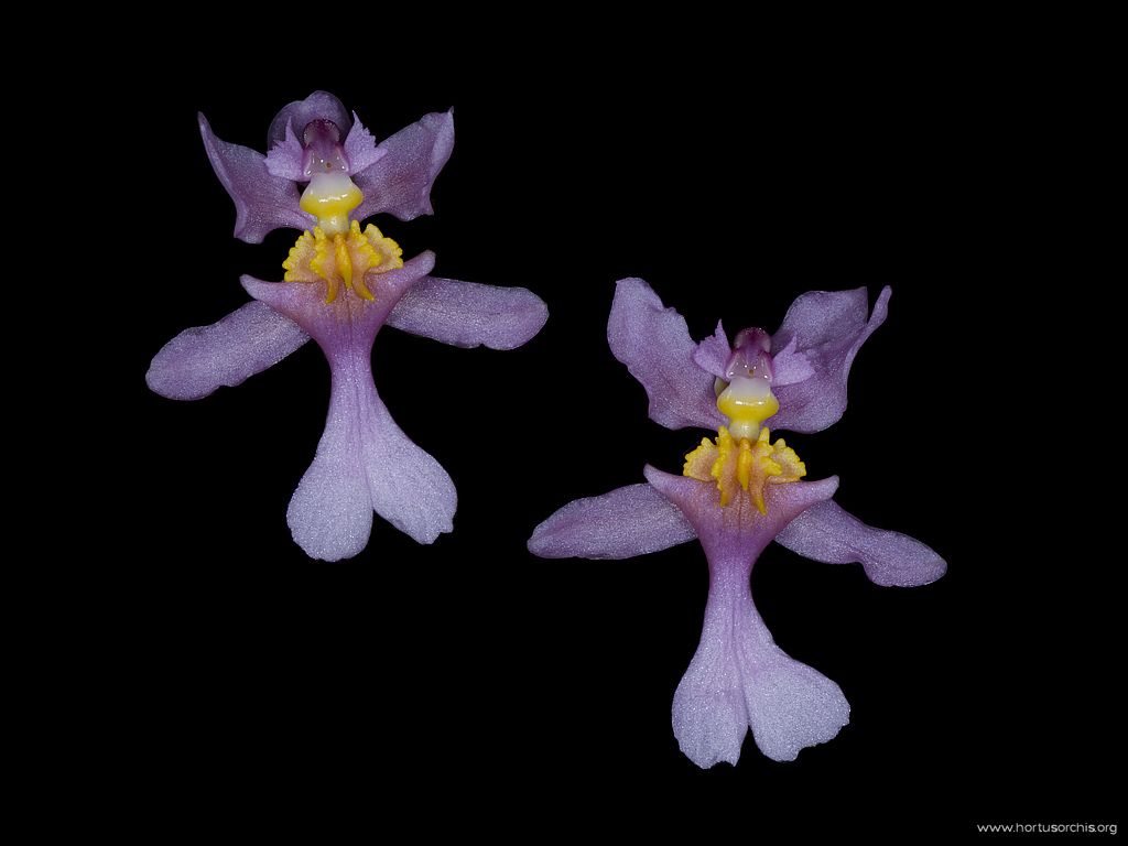 Oncidium ornithorhynchum