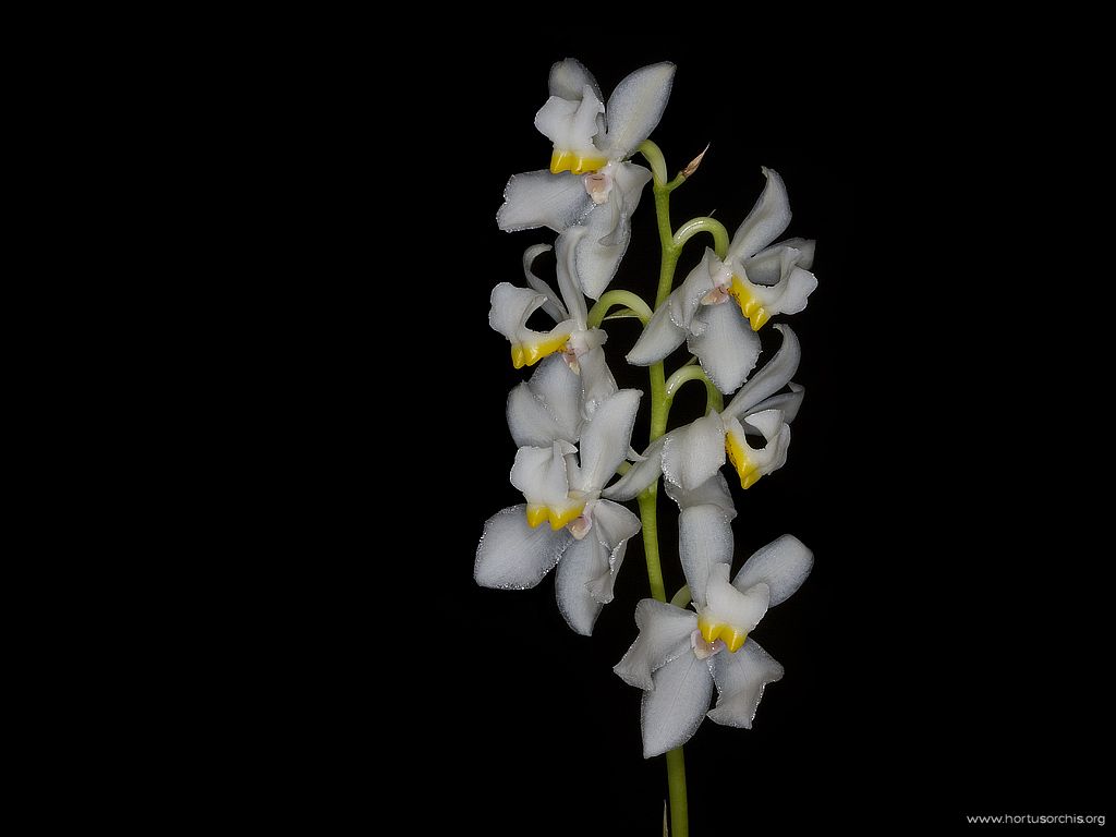 Osmoglossum pulchellum