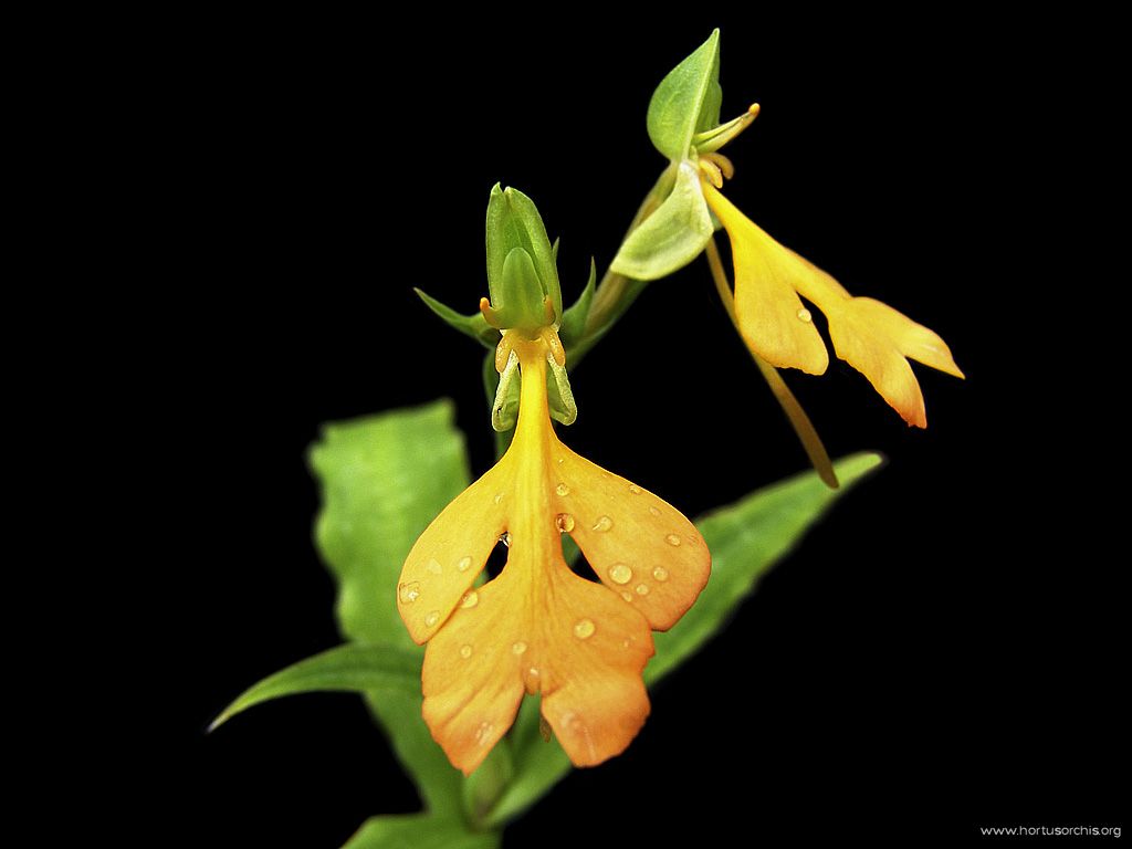 Habenaria rodocheila