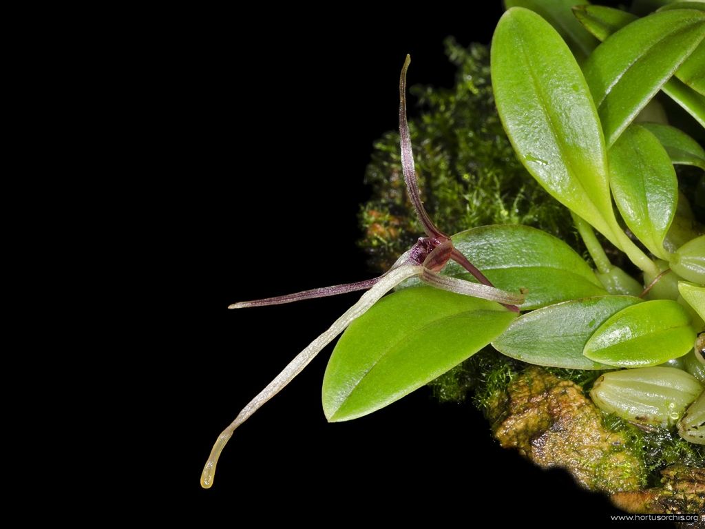 Hapalochilus alticola 1