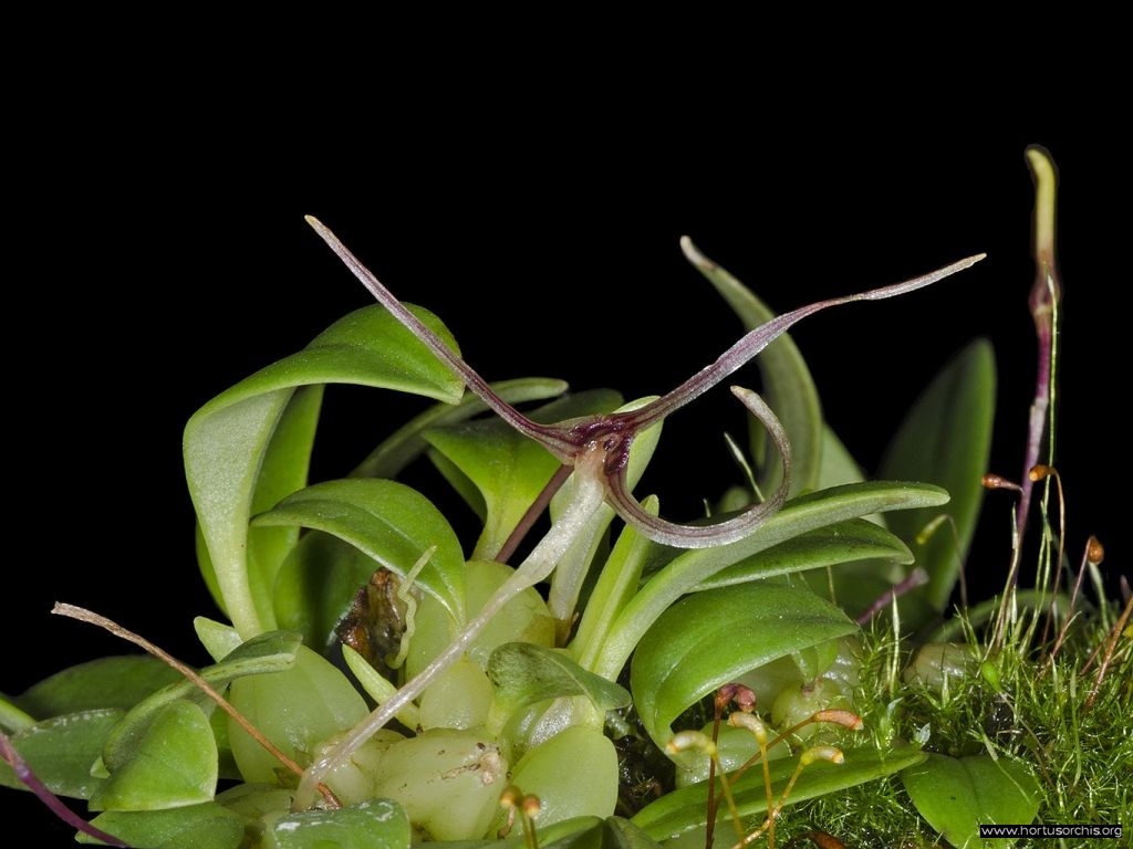 Hapalochilus alticola 2