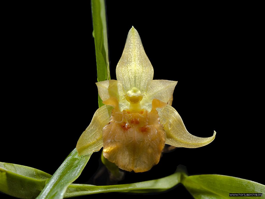 Panisea uniflora