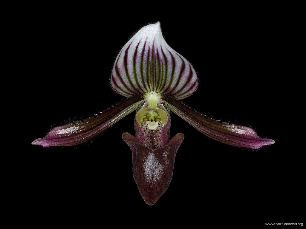 Paphiopedilum