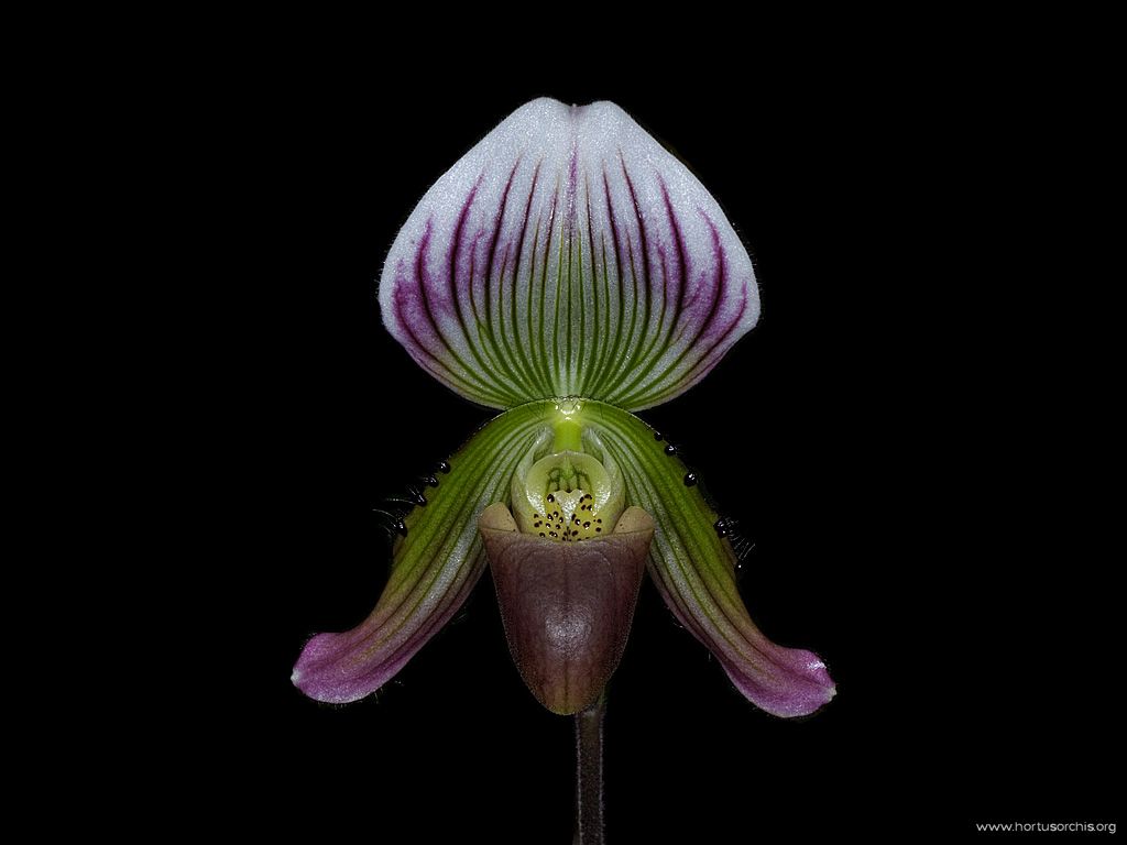 Paphiopedilum callosum